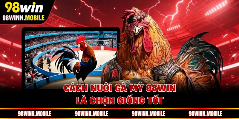 Cách nuôi gà Mỹ 98WIN là chọn giống tốt